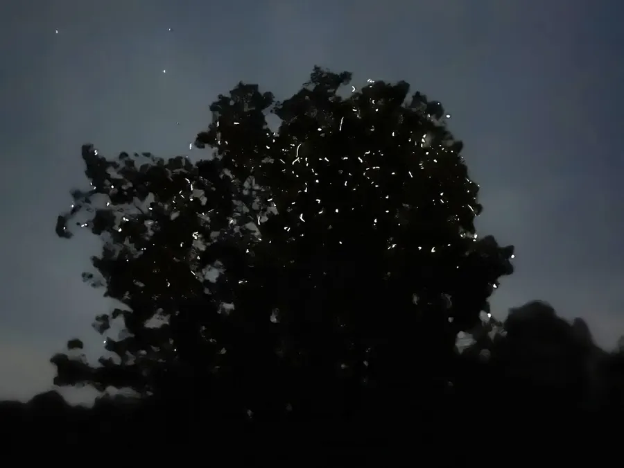 Alitaptap of the species Pteroptyx mcdermotti lighting up a tree on the Abatan River in Bohol, Philippines.